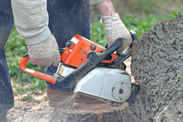 Trusted Welcome, NC Tree Care Experts